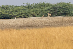 Canis lupus pallipes
