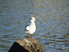 Chroicocephalus ridibundus