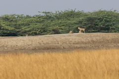 Canis lupus pallipes