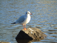 Chroicocephalus ridibundus