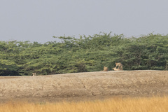 Canis lupus pallipes