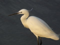 Egretta garzetta