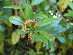 Metrosideros fulgens