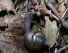 Helminthoglypta