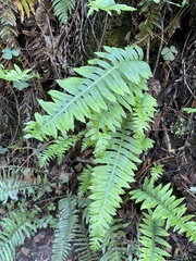 Polypodium calirhiza