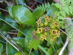 Metrosideros fulgens