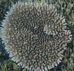 Acropora millepora