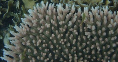 Acropora millepora