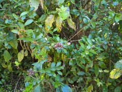 Metrosideros fulgens