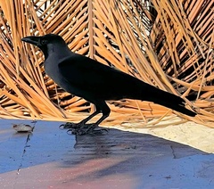 Corvus splendens