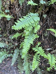 Polypodium calirhiza