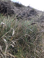 Festuca ammobia