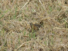 Coturnicops noveboracensis