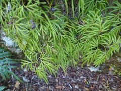Lycopodium volubile