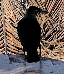 Corvus splendens