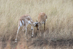 Antilope cervicapra