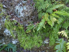 Lycopodium volubile