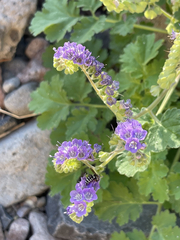 Phacelia scariosa