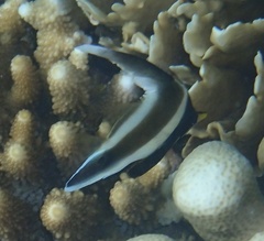 Heniochus chrysostomus