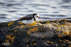 Epthianura albifrons