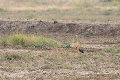 Vulpes bengalensis