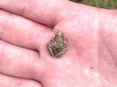 Microhyla mukhlesuri