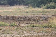 Vulpes bengalensis