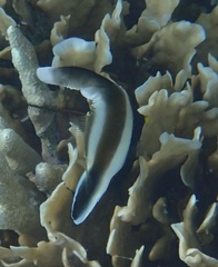 Heniochus chrysostomus