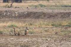 Vulpes bengalensis