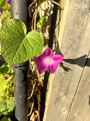 Ipomoea