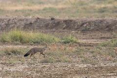 Vulpes bengalensis
