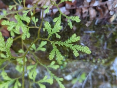 Lycopodium volubile