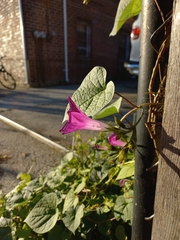 Ipomoea