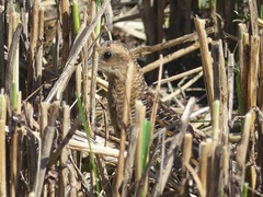 Coturnicops noveboracensis