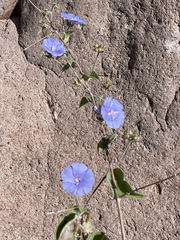 Jacquemontia abutiloides