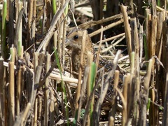Coturnicops noveboracensis