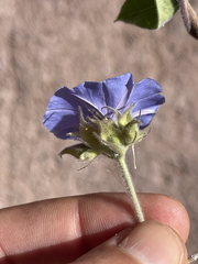 Jacquemontia abutiloides