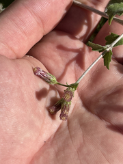 Brickellia brandegeei