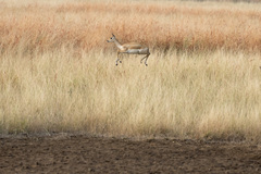 Antilope cervicapra