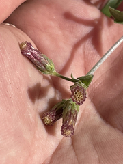 Brickellia brandegeei