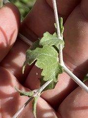 Brickellia brandegeei