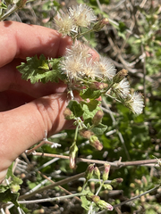 Brickellia brandegeei