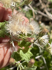 Brickellia brandegeei