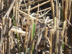 Coturnicops noveboracensis