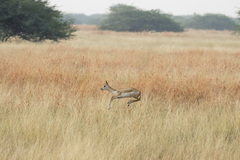 Antilope cervicapra