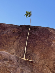 Ficus petiolaris palmeri