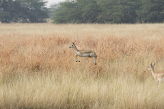 Antilope cervicapra