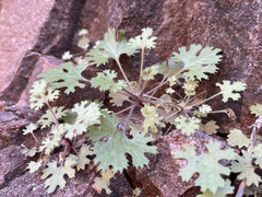 Perityle lobata