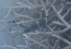 Monotaxis heterodon