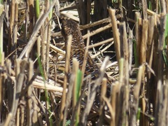 Coturnicops noveboracensis